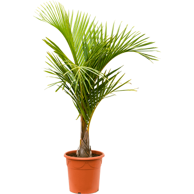 Растение горшечное Гиофорба/Hyophorbe verschaffeltii (150-170)