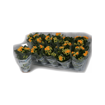 Растение горшечное Каланхое/Kalanchoe blossfeldiana 10/tray