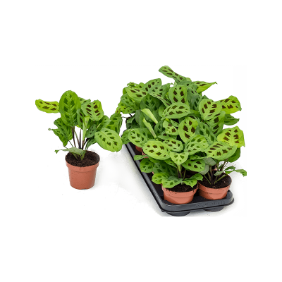 Растение горшечное Маранта/Maranta leuconeura 'Kerchoveana' 10/tray