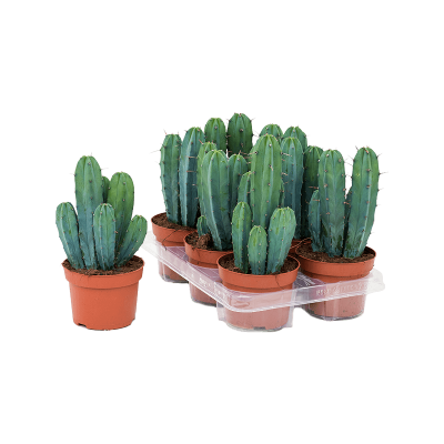 Растение горшечное Миртиллокактус/Myrtillocactus geometrizans 6/tray