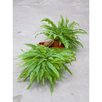 Растение горшечное Нефролепис/Nephrolepis exaltata 'Green Lady' 6/tray