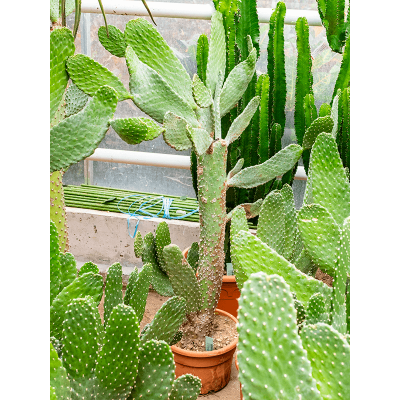 Растение горшечное Опунция/Opuntia consolea (80-100)