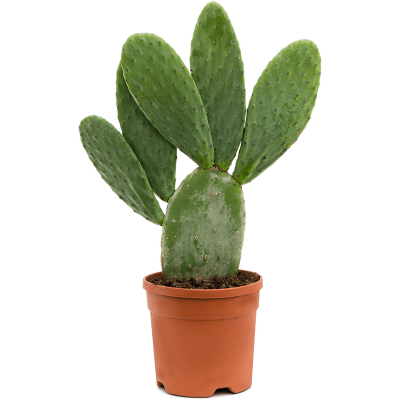 Растение горшечное Опунция/Opuntia indica