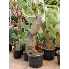 Opuntia indica