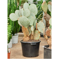 Opuntia santa rita