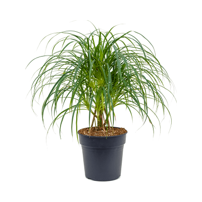 Растение горшечное /Pandanus stellatus