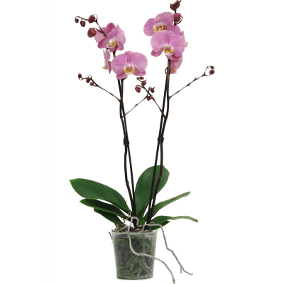 Растение горшечное Фаленопсис/Phalaenopsis 'Padova 10/tray
