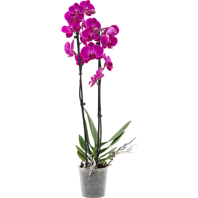Растение горшечное Фаленопсис/Phalaenopsis 'Durban' 6/tray