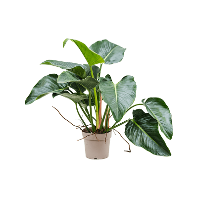 Растение горшечное Филодендрон/Philodendron 'Green Beauty'