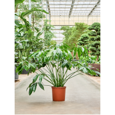 Philodendron 'Green Wonder'