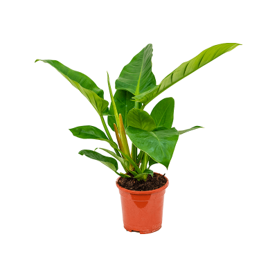 Растение горшечное Филодендрон/Philodendron `Imperial Green'