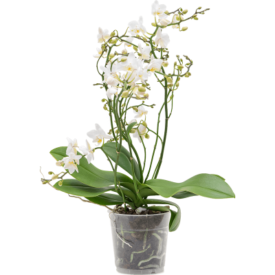 Растение горшечное Фаленопсис/Phalaenopsis 'Multi Soft Cloud' 6/tray