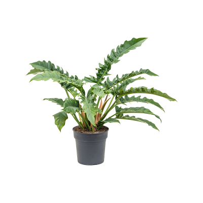 Растение горшечное Филодендрон/Philodendron 'Narrow'