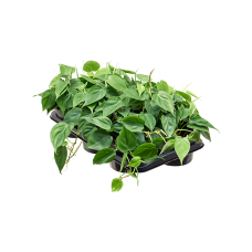 Philodendron scandens 6/tray