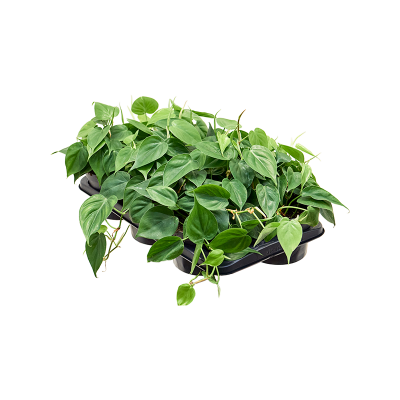 Растение горшечное Филодендрон/Philodendron scandens 6/tray