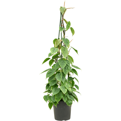 Растение горшечное Филодендрон/Philodendron scandens