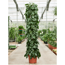 Philodendron scandens