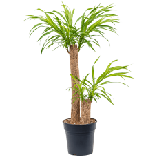 Pleomele (Dracaena) 'Anita Variegata'