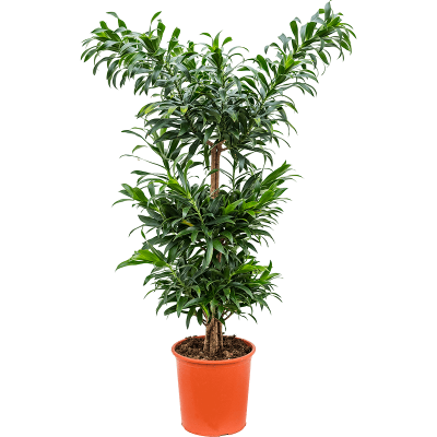 Растение горшечное Плеомеле/Pleomele (Dracaena) reflexa