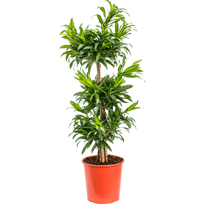 Растение горшечное Плеомеле/Pleomele (Dracaena) reflexa 'Song of Jamaica'