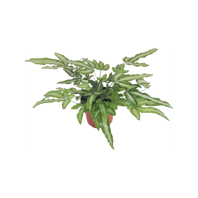 Растение горшечное Птерис/Pteris cretica albolineata 12/tray