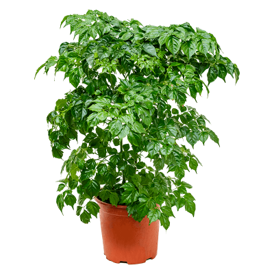 Растение горшечное Радермахера/Radermachera sinica