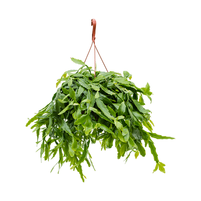 Растение горшечное Рипсалис/Rhipsalis crispata