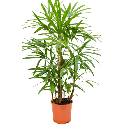 Растение горшечное Рапис/Rhapis excelsa