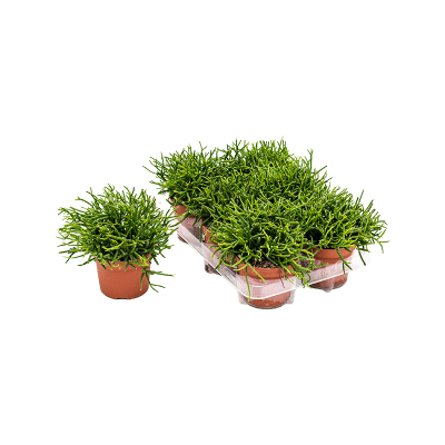Растение горшечное Рипсалис/Rhipsalis burchellii 6/tray