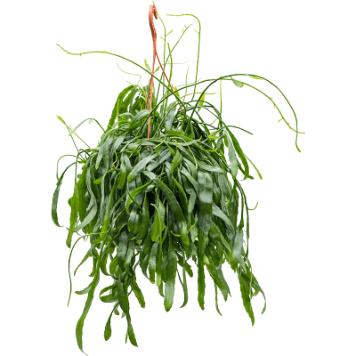 Растение горшечное Рипсалис/Rhipsalis ramaloris