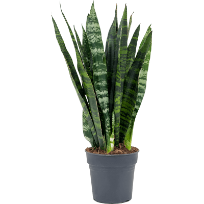 Растение горшечное Сансевиерия/Sansevieria trifasciata 'Black Coral'