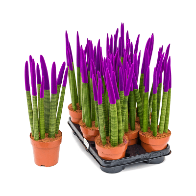 Растение горшечное Сансевиерия/Sansevieria cy. sp. 'Velvet Touchz' 8/tray