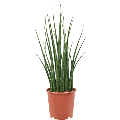 Растение горшечное Сансевиерия/Sansevieria cylindrica 'Fernwood Mikado'