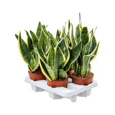 Sansevieria trifasciata 'Futura Superba' 4/tray