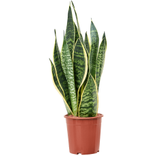 Sansevieria trifasciata 'Futura Superba'