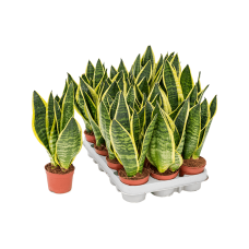 Sansevieria trifasciata 'Futura Superba' 12/tray