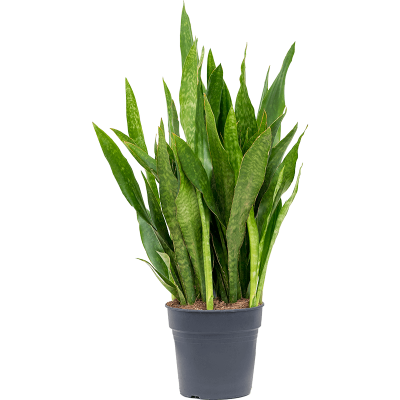 Растение горшечное Сансевиерия/Sansevieria trifasciata 'Jade'