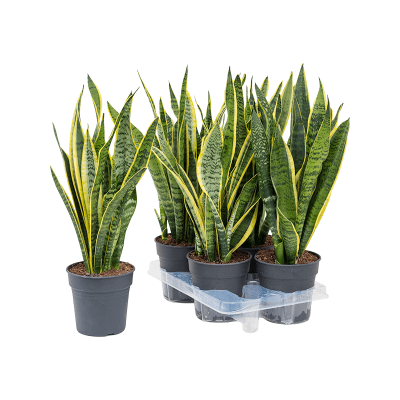 Растение горшечное Сансевиерия/Sansevieria trifasciata 'Laurentii' 4/tray