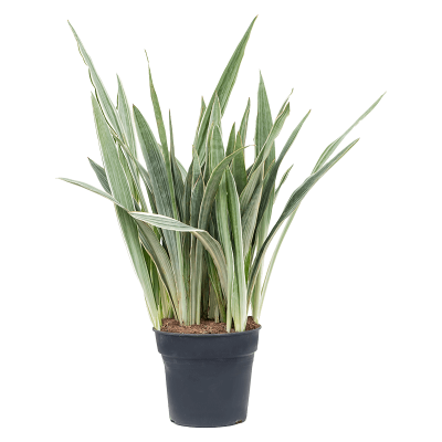 Растение горшечное Сансевиерия/Sansevieria trifasciata 'Metallica'