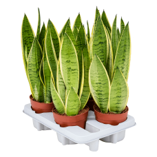 Sansevieria trifasciata 'White Snow' 4/tray