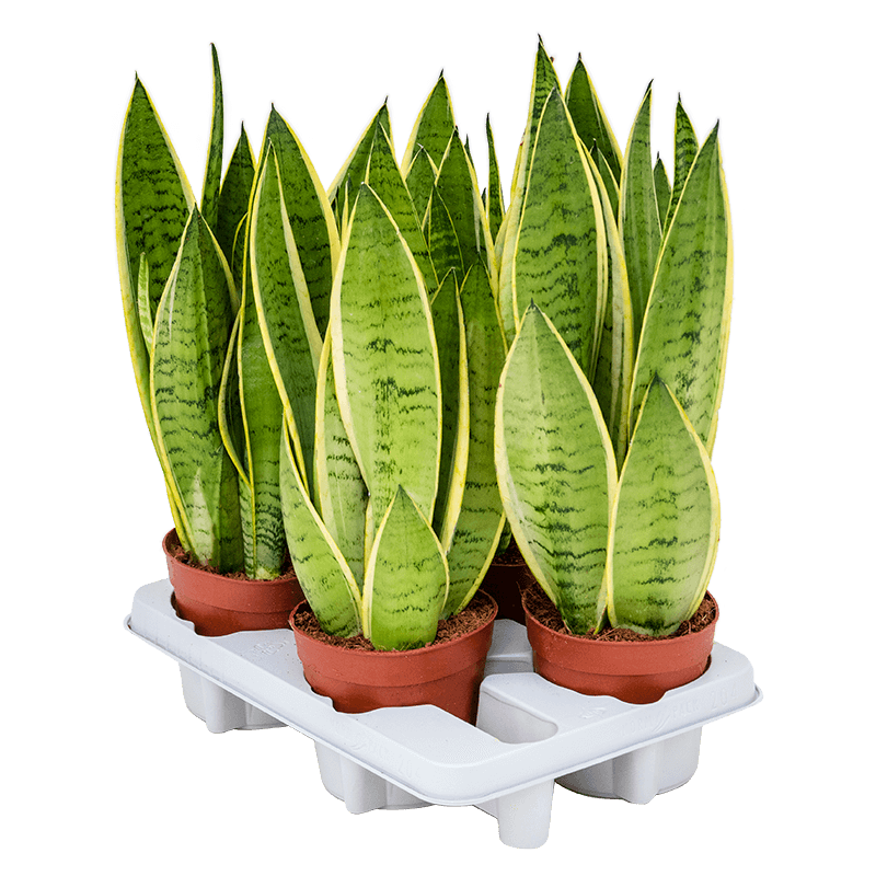 Sansevieria trifasciata