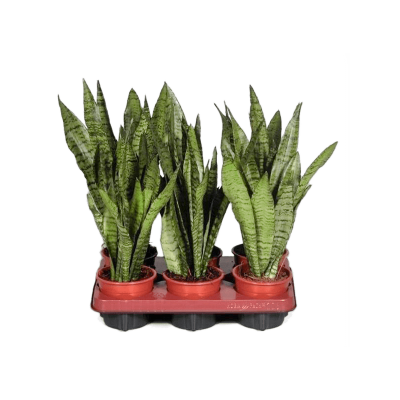 Растение горшечное Сансевиерия/Sansevieria zeylanica 6/tray