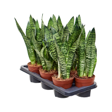 Sansevieria zeylanica 7/tray