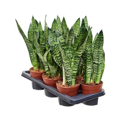 Растение горшечное Сансевиерия/Sansevieria zeylanica 7/tray