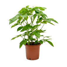 Schefflera actinophylla 'Amate'