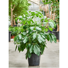 Schefflera actinophylla 'Amate' (170-190)