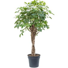 Schefflera arboricola 'Compacta'