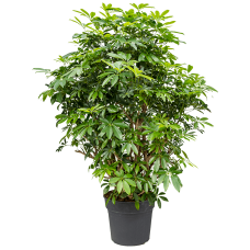 Schefflera arboricola 'Compacta'