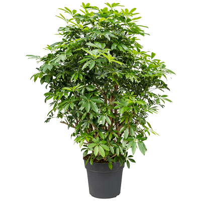 Растение горшечное Шеффлера/Schefflera arboricola 'Compacta'