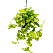 Scindapsus (Epipremnum) 'Aureum'